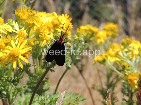 ragwort, tansy